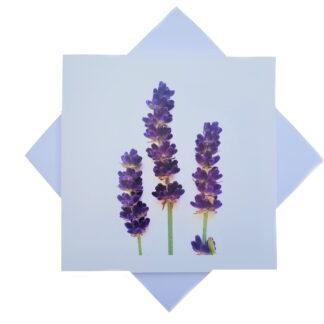 a photo of sprigs of lavender on a white card