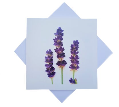 a photo of sprigs of lavender on a white card